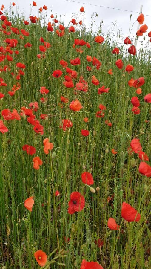 Ferienwohnung Mohnwiese Und Blumenwiese فيلنغن المظهر الخارجي الصورة